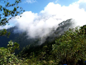 The residual endemic forest.: Photograph courtesy of IDB